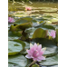 Водяна лілія “Голландія “ Німфея з бутонами доросле корневище 4 роки