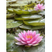 Водяна лілія “Голландія “ Німфея з бутонами доросле корневище 4 роки