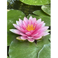 Водяна лілія “Голландія “ Німфея з бутонами доросле корневище 4 роки