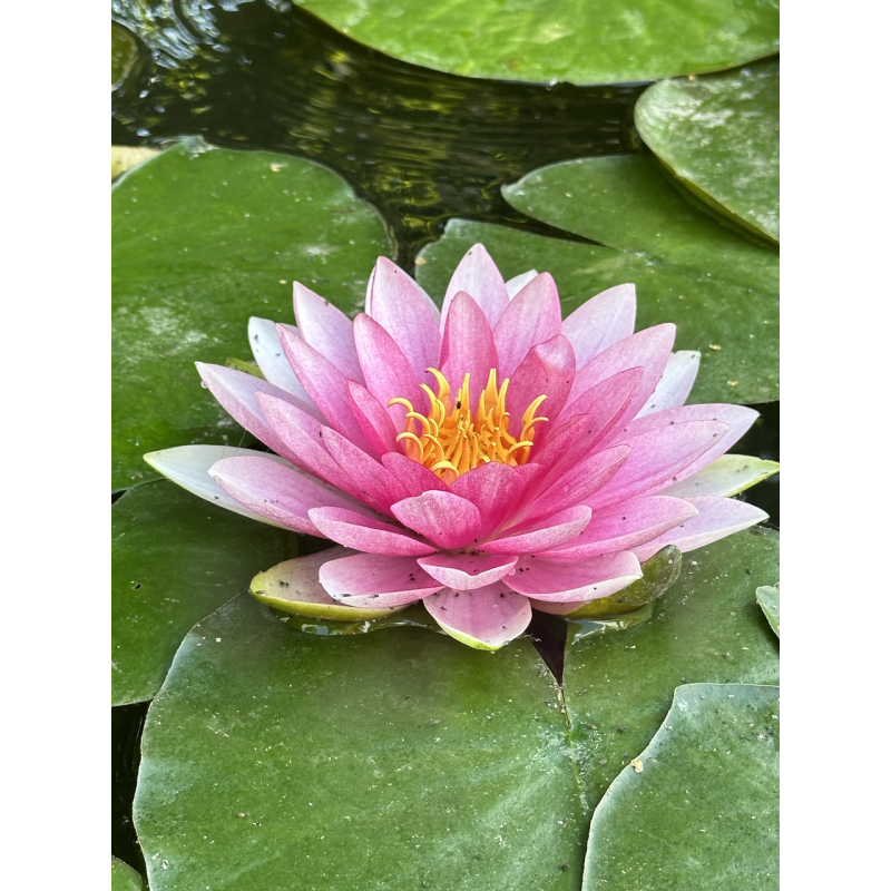 Водяна лілія “Голландія “ Німфея з бутонами доросле корневище 4 роки